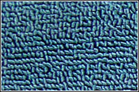 ���]�ؽq��̺