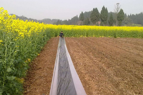 E0043A��ɫĸ��