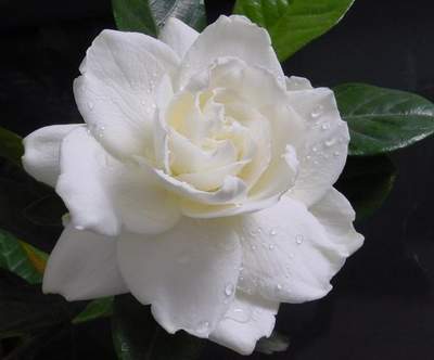 ��ζ�{��΢�z����ζ�ӹ�����ȼ��