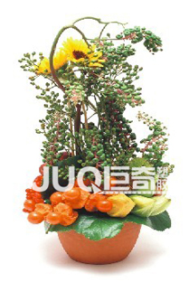 ����ĸ��