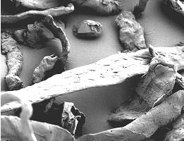 ����Ħ���������ЙC�ͺ��w�S��