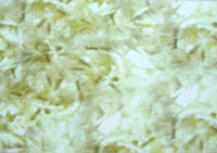 �۱�ϩ���w�S